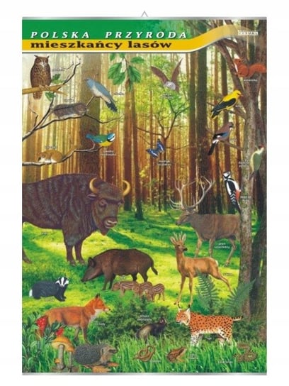 Mieszkańcy lasów tablica przyroda plansza plakat VISUAL System