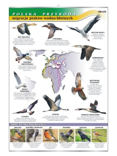 Migracje ptaków tablica przyroda plansza plakat VISUAL System