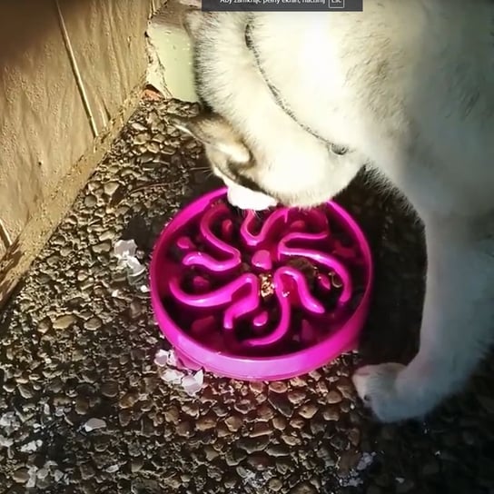 Miska spowalniająca jedzenie dla psa, kota - fioletowa HEDO