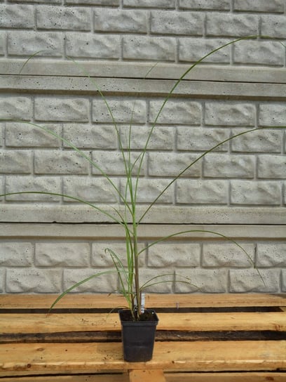 Miskant chiński Miscanthus sinensis trawa 'Samurai' P9 Inna marka