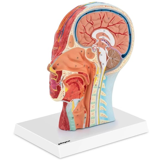 Model anatomiczny 3D głowy i szyi człowieka skala 1:1 UPOMINKARNIA