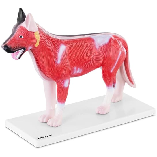 Model anatomiczny 3D psa z wyjmowanymi organami UPOMINKARNIA