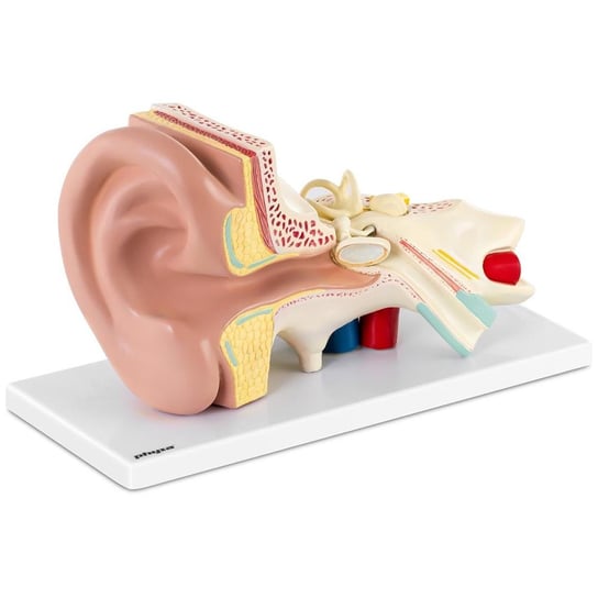 Model anatomiczny 3D ucha człowieka z wyjmowanymi elementami skala 3:1 UPOMINKARNIA