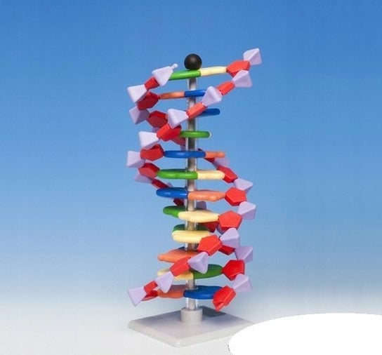 MODEL DNA schemat PHU Lewandowski