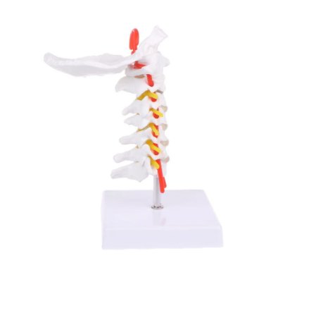 Model kręgu szyjnego człowieka - 3D Inna producent