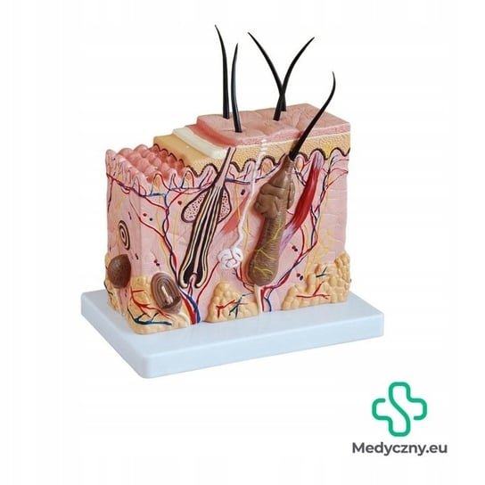 Model przekroju skóry człowieka- 3D Inna producent