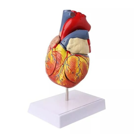 Model Serca Człowieka- 3D. Inna marka