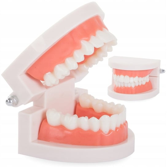 Model Stomatologiczny Szczęka Zęby Zębowy Slamy VERK GROUP