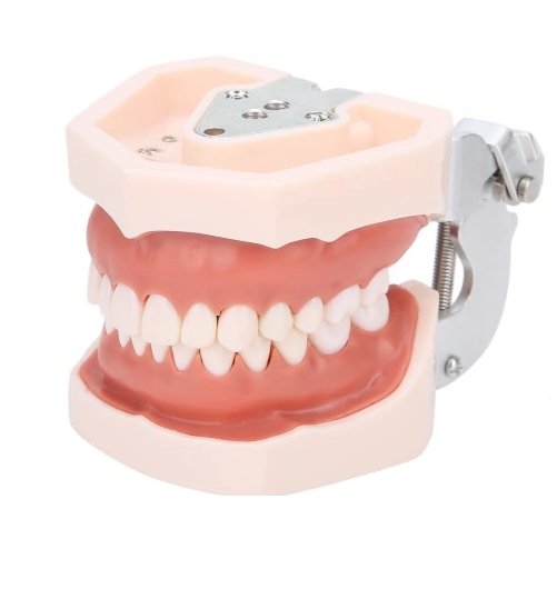 Model szczęki- pakiet z zębami Inna producent