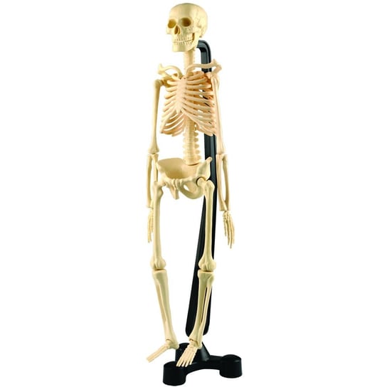 Model szkieletu Discoveria