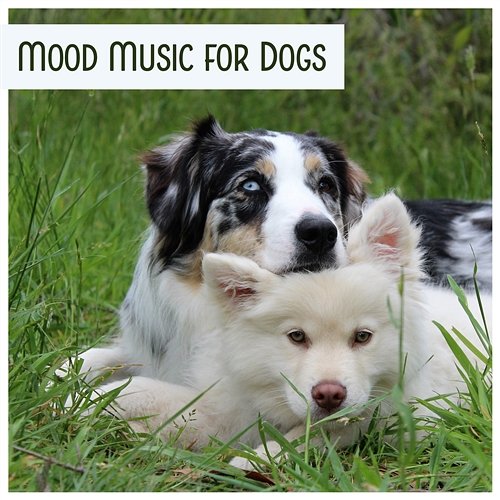 Mood Music for Dogs – Stress Relief for Pets, Comfort and Happiness Music, Pet Relaxation Background Sounds Pet Relax Academy