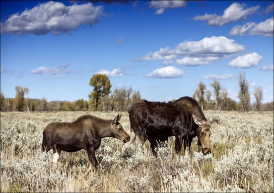 Moose graze in Grand Teton National Park in northwest Wyoming, Carol Highsmith - plakat 100x70 cm Galeria Plakatu