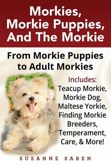 Morkies, Morkie Puppies, And the Morkie Saben Susanne