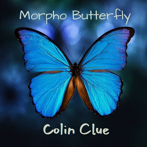Morpho Butterfly Colin Clue
