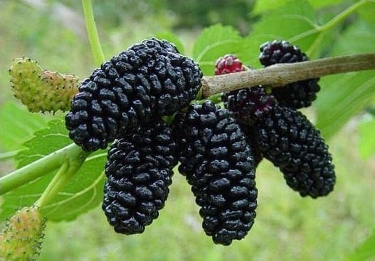 MORWA CZARNA - MORUS NIGRA - 50 NASION DobreNasiona.pl