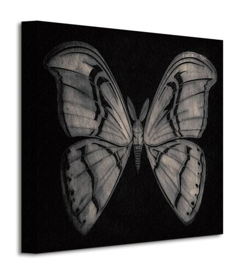 Moth - obraz na płótnie Pyramid International