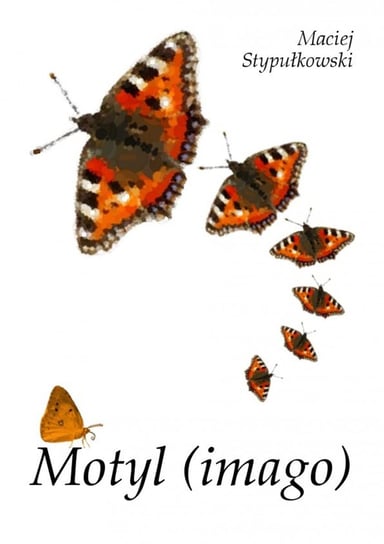 Motyl (imago) Stypułkowski Maciej