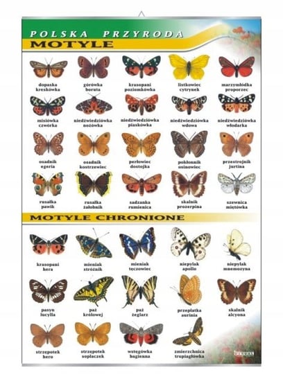 Motyle tablica przyroda plansza plakat VISUAL System