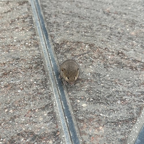 Mouse Mall Grab