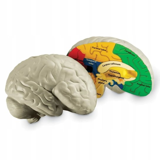 Mózg model mózgu z pianki anatomia Learning Resources
