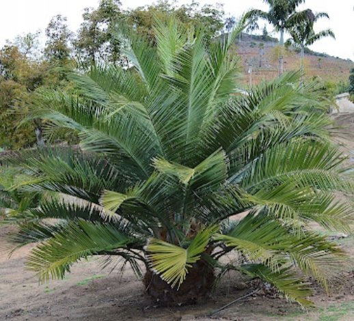 mrozoodporna Chilijska Palma Miodowa Jubaea chilensis do - 16 C do ogrodu DobreNasiona.pl