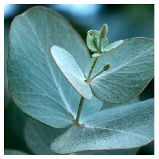 Mrozoodporny Eukaliptus popielaty - 12 C (Eucalyptus cinerea) 10 NASION DobreNasiona.pl