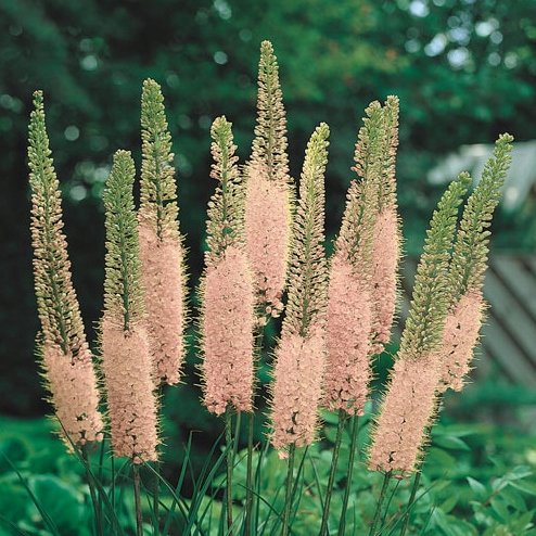 mrozoodporny Pustynnik różowy Eremurus PINK do ogrodu i na bukiety 5 nasion DobreNasiona.pl