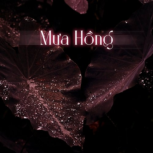 Mưa Hồng Hằng Han