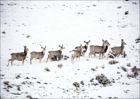 Mule deer gather on a snowy hillside in Sweetwater County, Wyoming., Carol Highsmith - plakat 29,7x21 cm Galeria Plakatu