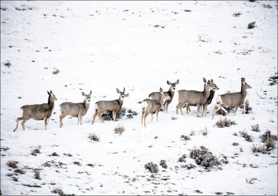 Mule deer gather on a snowy hillside in Sweetwater County, Wyoming., Carol Highsmith - plakat 42x29,7 cm Galeria Plakatu