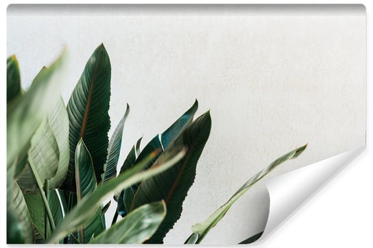 Muralo, Fototapeta do salonu 3D, tropikalne liście, 270x180 cm Muralo