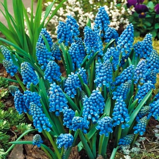 Muscari Szafirek Armeniacum 100 szt szafirki cebulki BENEX