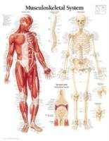 Musculoskeletal System Laminated Poster Scientific Publishing