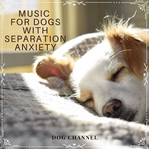 Music for Dogs with Separation Anxiety Dog Channel