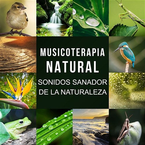 Musicoterapia Natural: Sonidos Sanador de la Naturaleza, Olas del Mar, Lluvia, Canto de los Pájaros, Ranas y Grillos Academia de Música con Sonidos de la Naturaleza