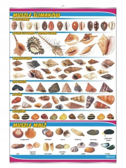 Muszle ślimaków i małż tablica przyroda plansza VISUAL System