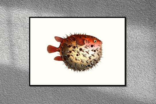 Najeżka czerwona, ryba, grafika na ścianę, plakat vintage 30x21 cm (A4) / DodoPrint Dodoprint