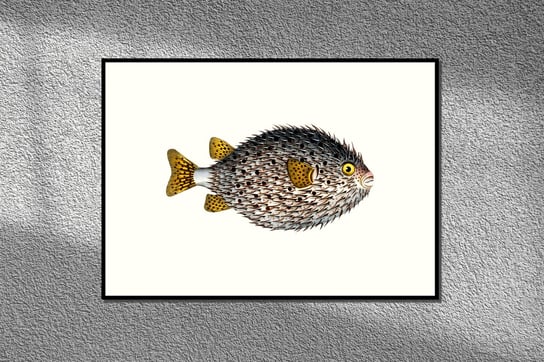 Najeżka, ryba, grafika na ścianę, plakat vintage 30x21 cm (A4) / DodoPrint Dodoprint