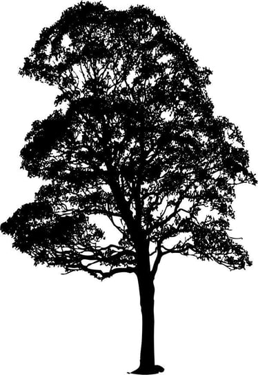 Naklejka na ścianę duże Drzewo 200 cm DRX-11, 200x120 cm Naklejkolandia