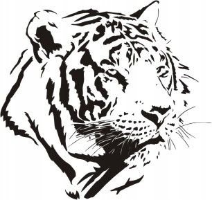 Naklejka na ścianę tygrys - Dzikie koty 14, 54x48 cm Naklejkolandia