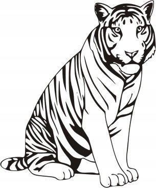 Naklejka na ścianę Tygrys - dzikie koty 32, 57x48 cm Naklejkolandia