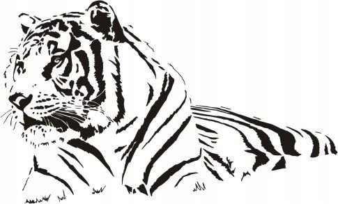 Naklejka na ścianę tygrys - Dzikie koty 8, 120x72 cm Naklejkolandia
