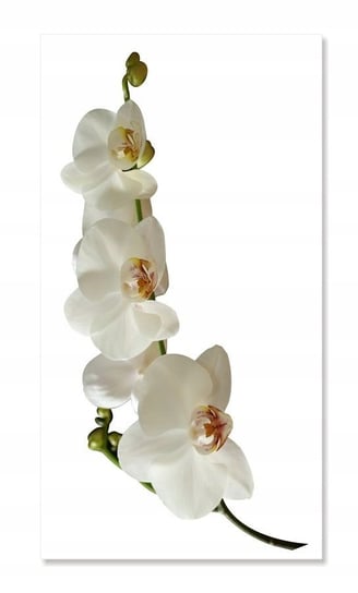 Naklejka ścienna kwiaty kwiatki 30cm Orchidea 1, 30x15 cm Naklejkolandia