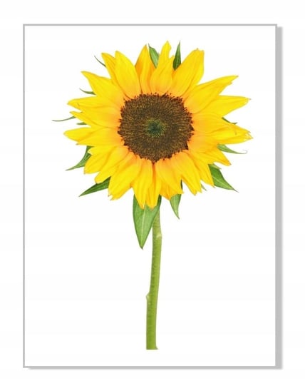Naklejka ścienna kwiaty kwiatki 30cm Słonecznik 4, 30x20 cm Naklejkolandia