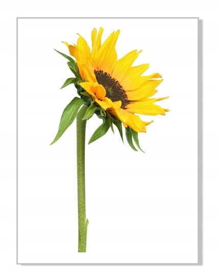 Naklejka ścienna kwiaty kwiatki 30cm Słonecznik 6, 30x16 cm Naklejkolandia