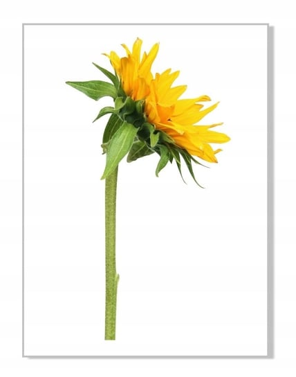 Naklejka ścienna kwiaty kwiatki 30cm Słonecznik 7, 30x16 cm Naklejkolandia