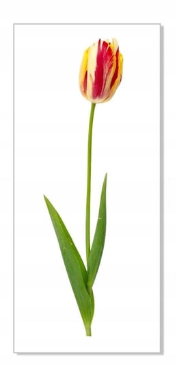 Naklejka ścienna kwiaty kwiatki 30cm Tulipan 20, 30x8 cm Naklejkolandia
