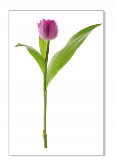 Naklejka ścienna kwiaty kwiatki 30cm Tulipan 6, 30x20 cm Naklejkolandia