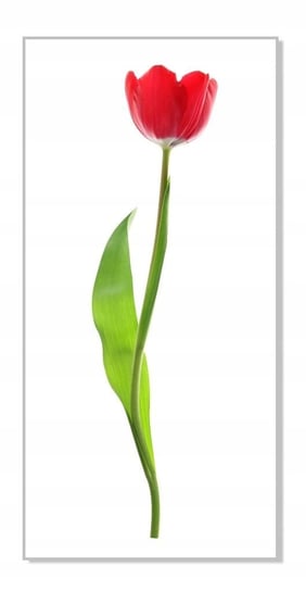 Naklejka ścienna kwiaty kwiatki 30cm Tulipan 8, 30x8 cm Naklejkolandia