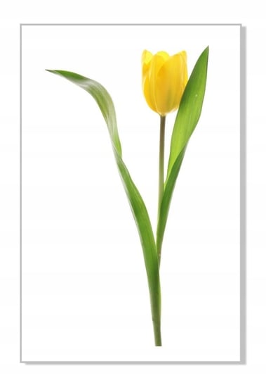 Naklejka ścienna kwiaty kwiatki 30cm Tulipan 9, 30x16 cm Naklejkolandia